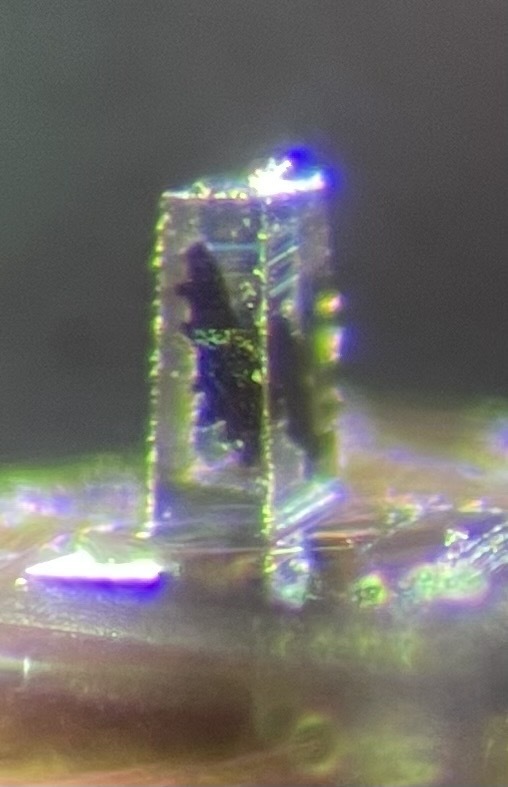 A plastic-embedded tardigrade prepared for electron microscopy