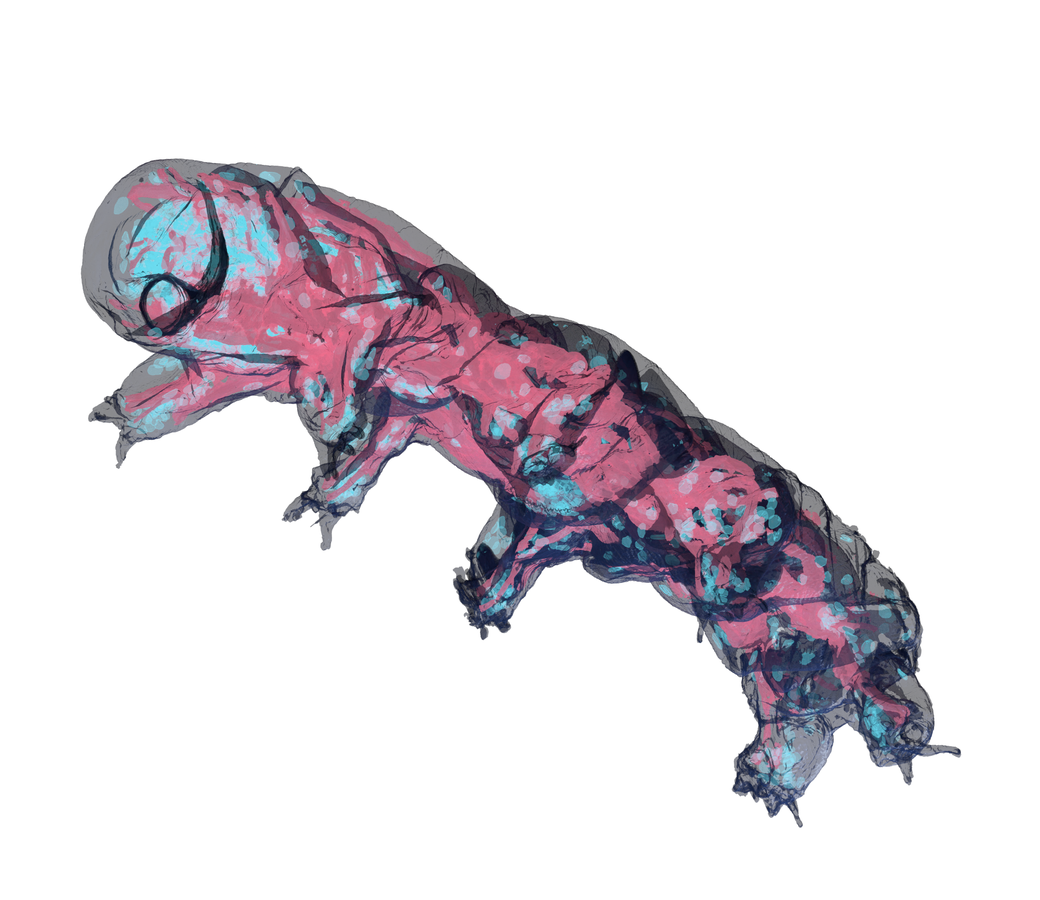 Fluorescent render of the Riker tardigrade, muscles in magenta, nuclei in cyan