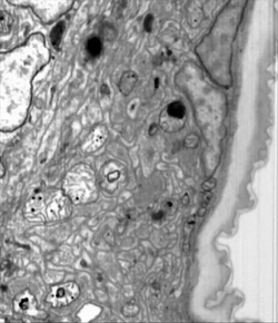 Animated electron-microscopy sequence through the tardigrade brain neuropil