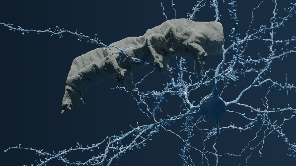 Size comparison showing a whole tardigrade next to a single mouse neuron, drawn to the same scale